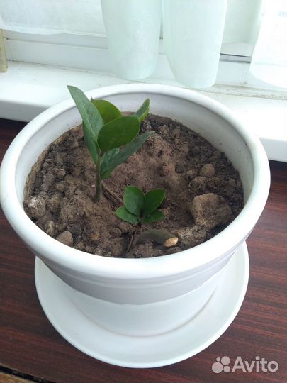 Замиокулькас