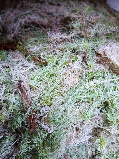 Комнатные растения цветы