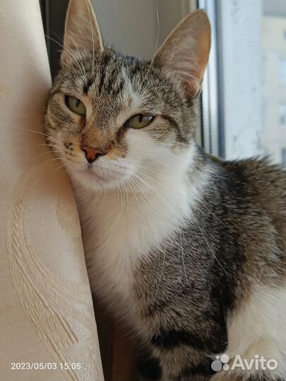 Кошка