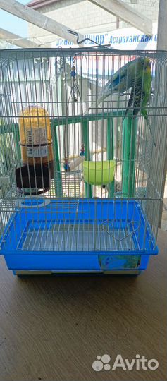 Волнистый попугай с клеткой