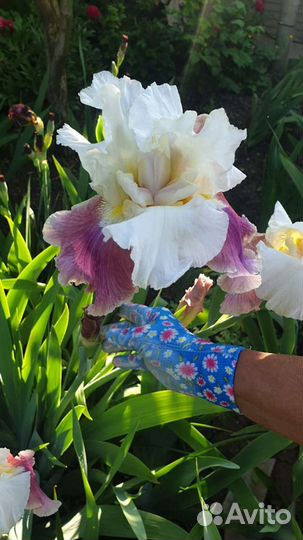 Ирисы сортовые