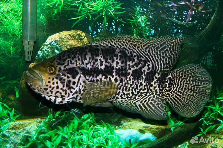 Рыбки разные обмен продажа