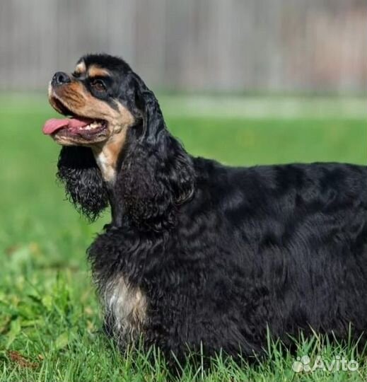 Щенки кокер спаниеля