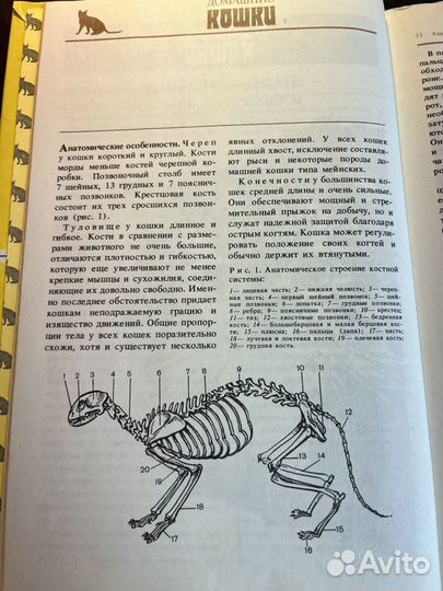 Домашние кошки 1991 Ю.Филиппов