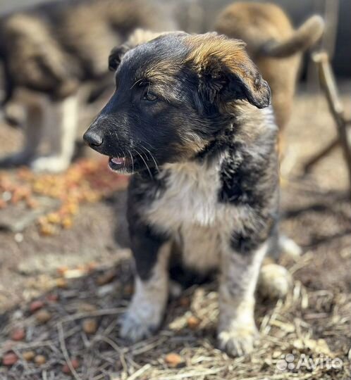 Сильва - крупная щенок-девочка в дар