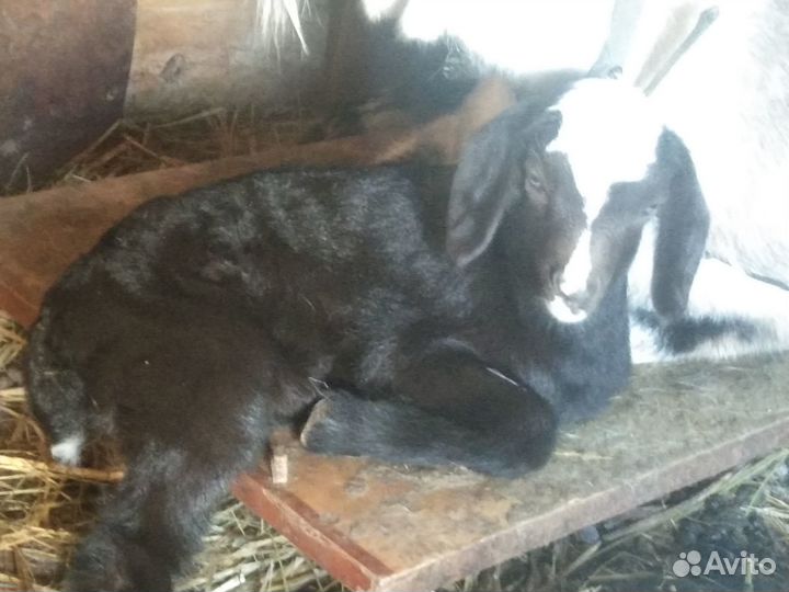 Козлята, козлик и козочки