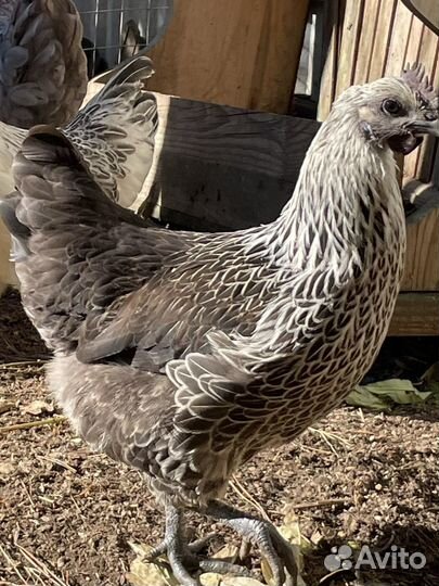 Семья 3курицы и 1петух лакеданзи серебро