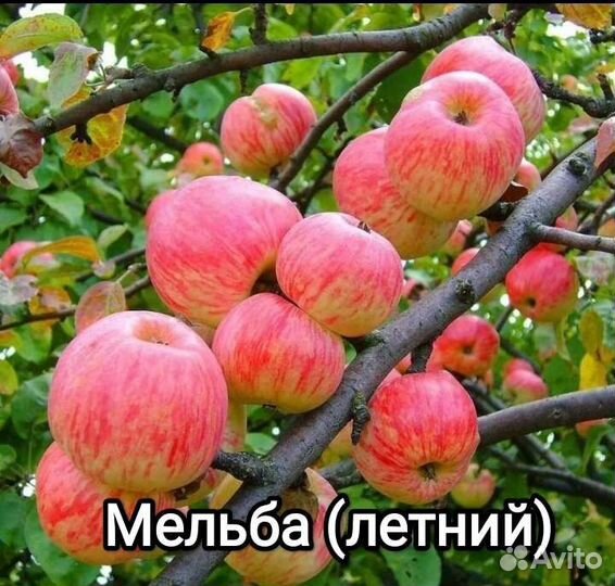 Саженцы яблони в наличии. Летние, осенние, зимние