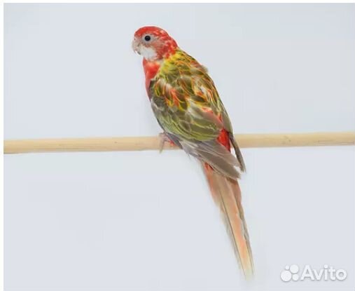 Попугай розелла рубиновая