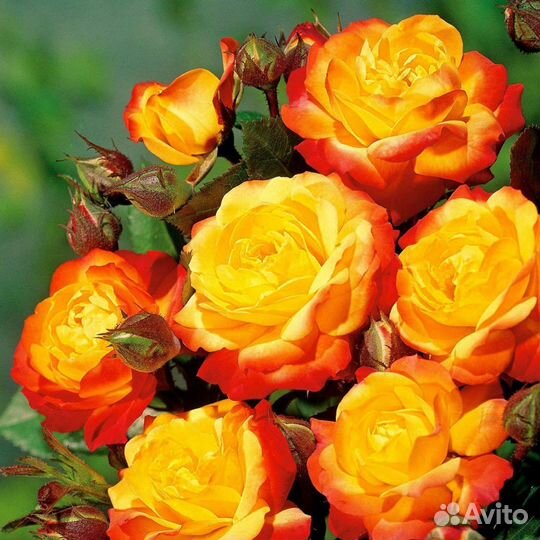 Розы 3летки