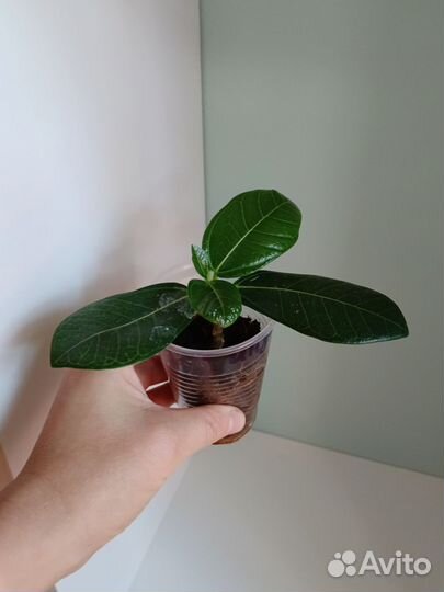 Фикус Индонезия