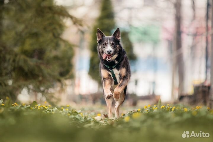Собака в добрые руки