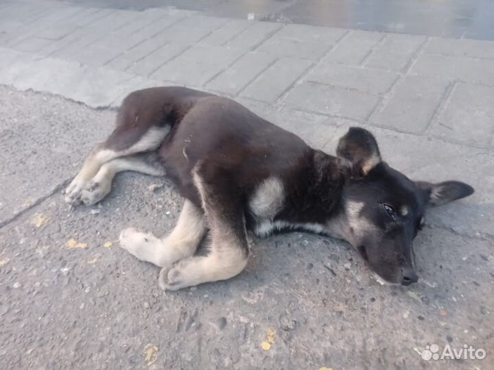 Собака щенки мелкой породы