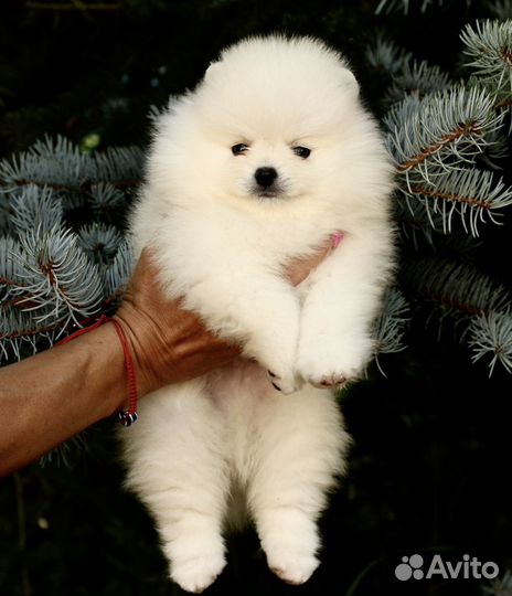 Белый померанский шпиц