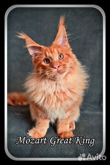 Мейн-Кун шикарный парень