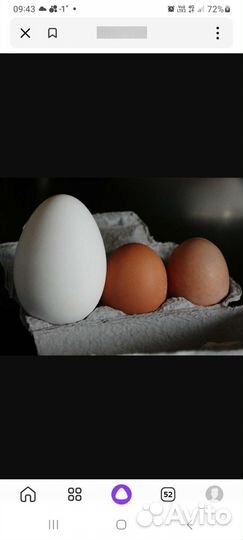 Молодые петухи