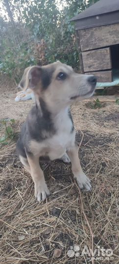 Левретка в добрые руки