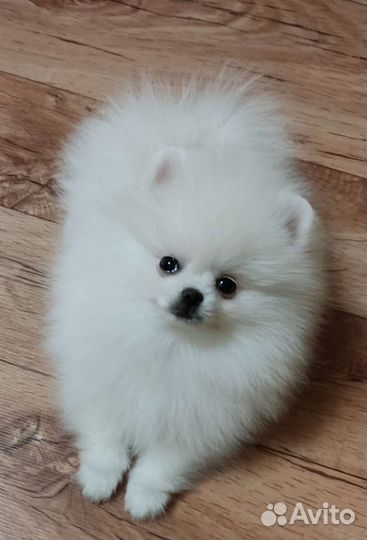 Мини девочка и мальчик