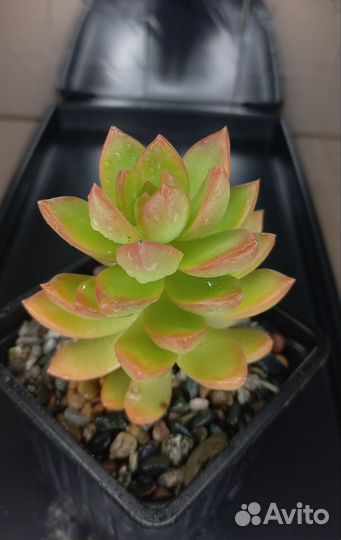 Различные виды суккулентов / седумы, пахифитумы