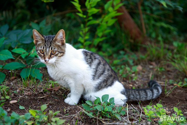 Выброшенный на мусорку кот ищет дом