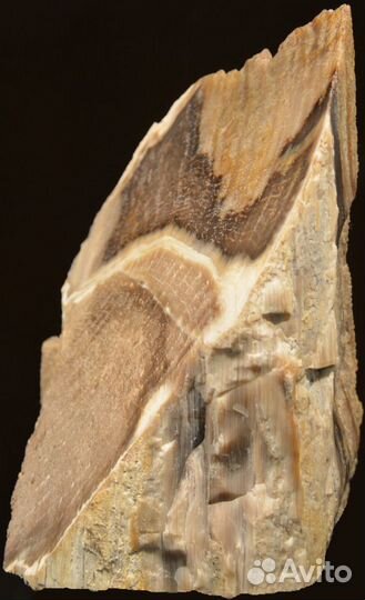 Разная окаменелая древесина (окаменелости)