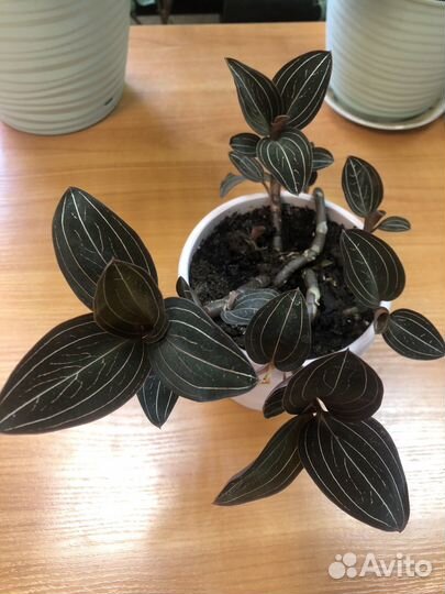 Орхидея лудизия