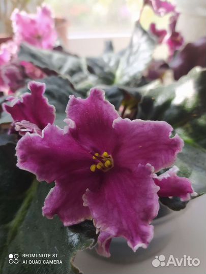 Сортовые фиалки