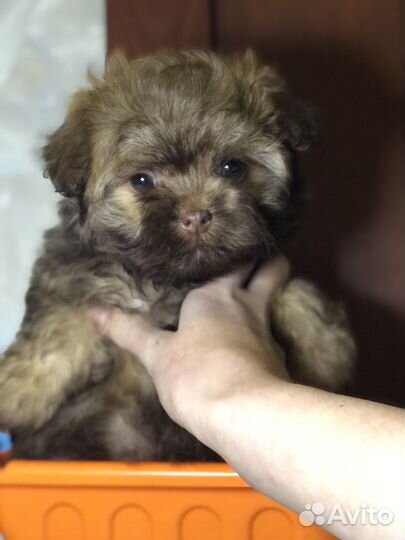 Русская цветная болонка