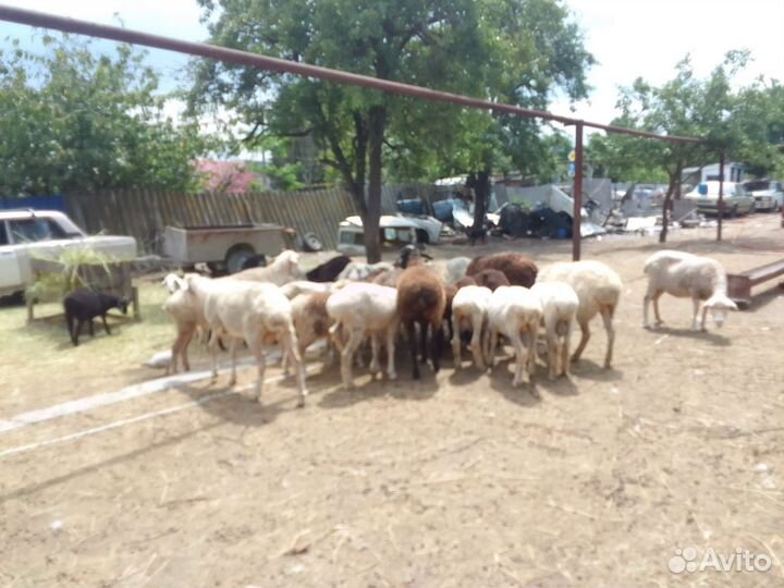Овцы бараных ягнята