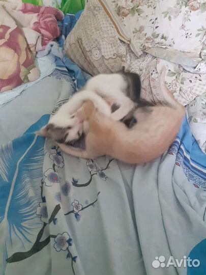 Котята в добрые руки бесплатно коты