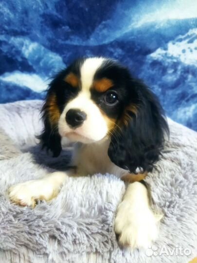 Кавалер кинг чарльз спаниель РКФ