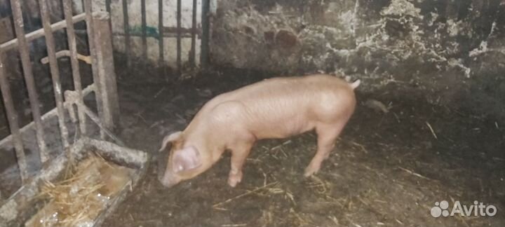 Поросенок кантер