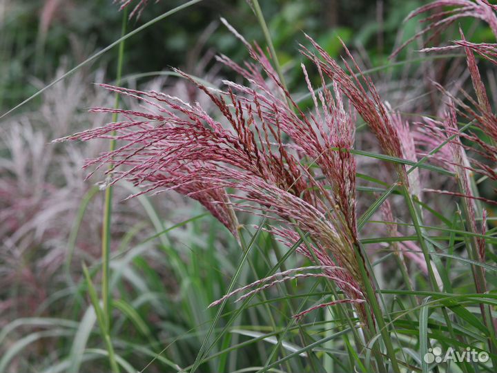 Мискантус разные сорта (предзаказ)