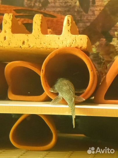 Анциструс l144 snow white и другие