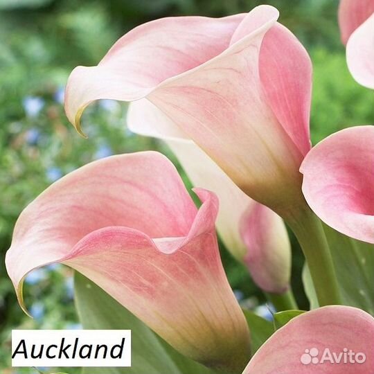 Каллы в горшке