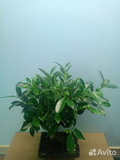 Бонсай фикус