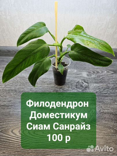 Комнатные растения, сциндапсусы, сингониумы