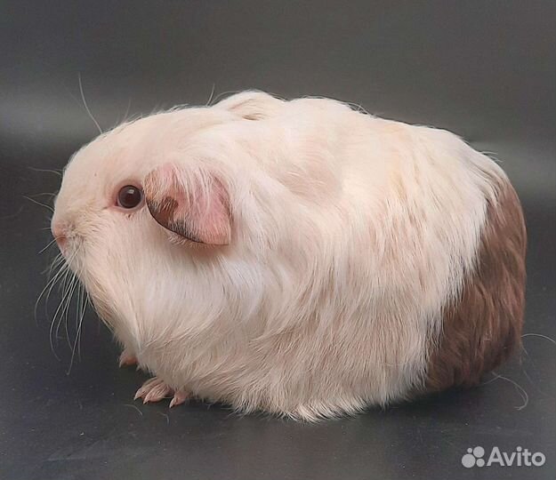 Морские свинки длинношерстной породы шелти