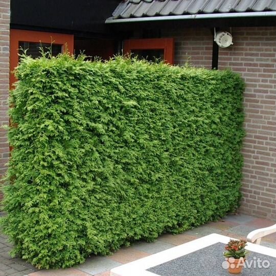 Туя Брабант