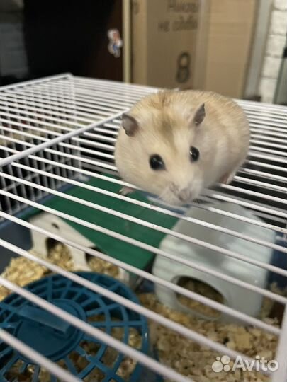 Джунгарские хомячки