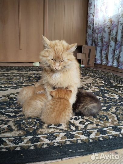 Котята от кошки мышеловки