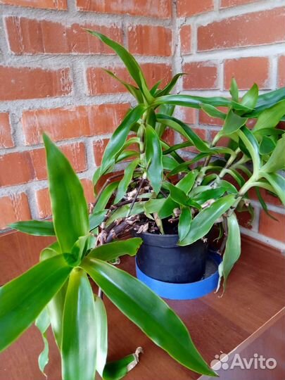 Девясил, золотой ус, бадан, ежевика садовая, дуб