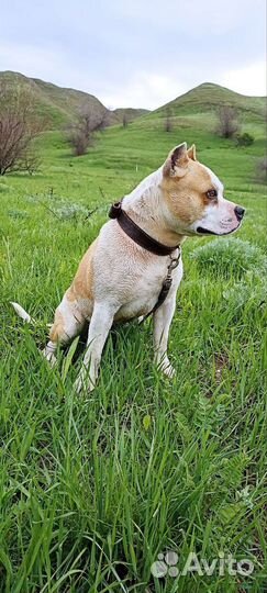 Случка собак