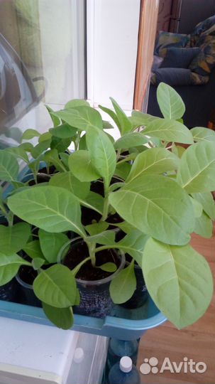 Семена и рассада табака