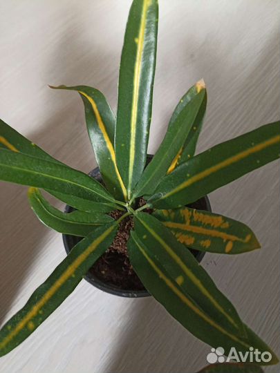 Кротон(Кодиеум)