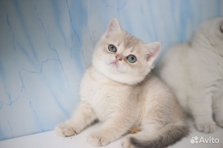 Голубое золото британский котенок