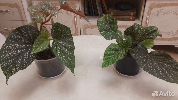 Бегония коралловая