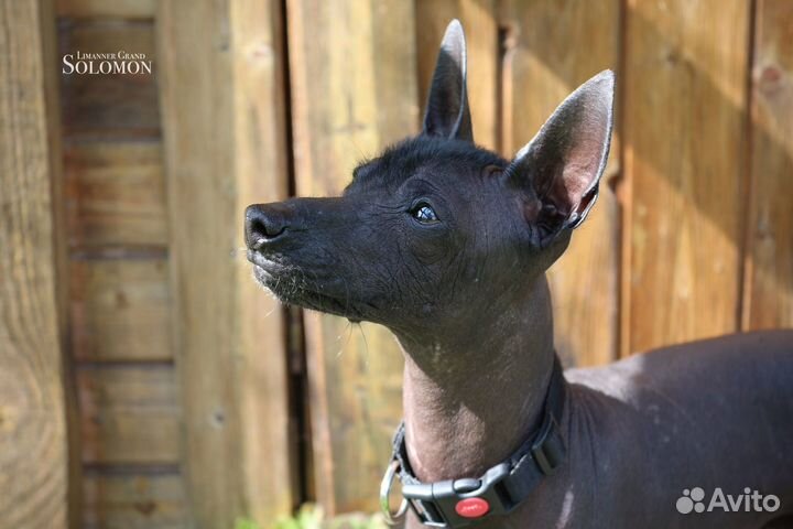 Ксоло щенки