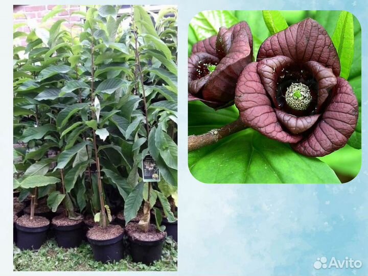 Саженцы Азимины, Русское манго