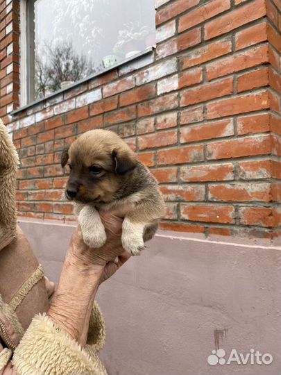 Щенок в добрые руки бесплатно